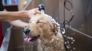 Bathing Workshop - Trained by Michelle Granger