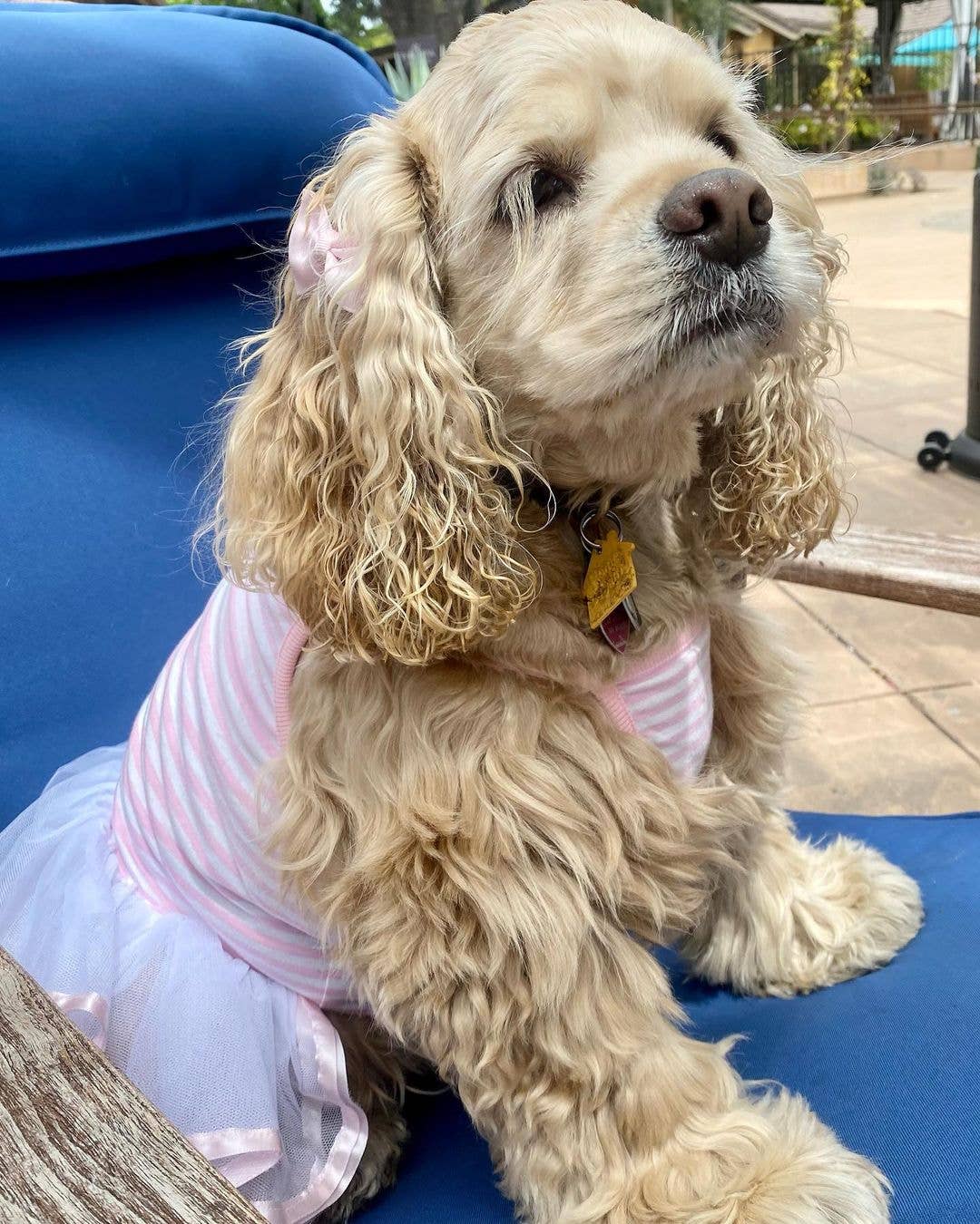 Ballerina Dress, Pink
