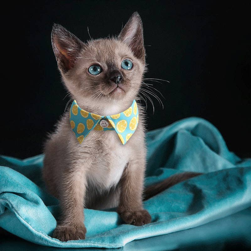 Mokka - Flowal Cat Collar