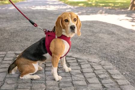 Curli Mesh Harness