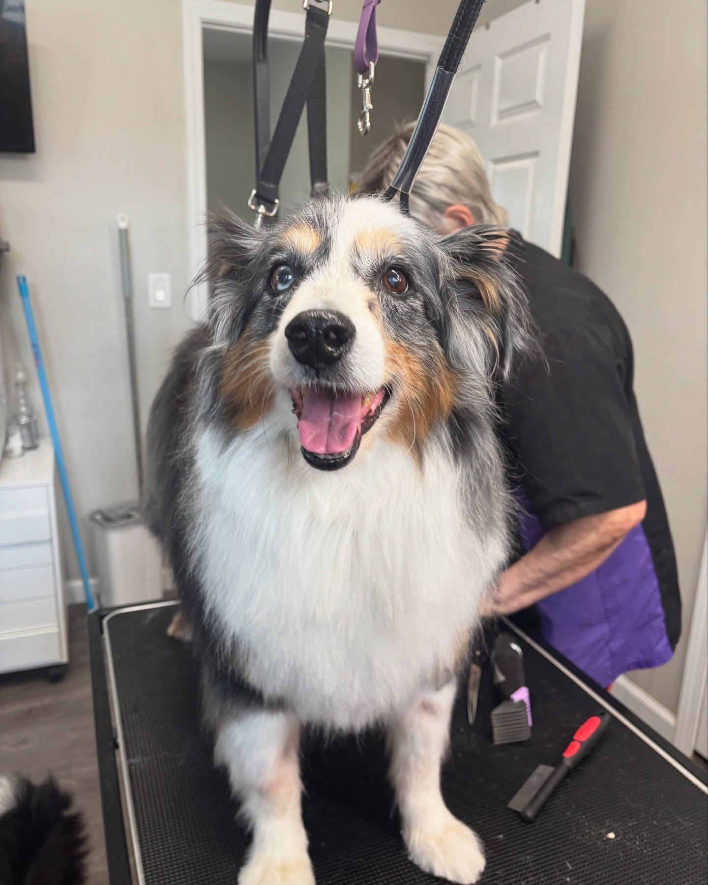 An Australian shepherd being groomed