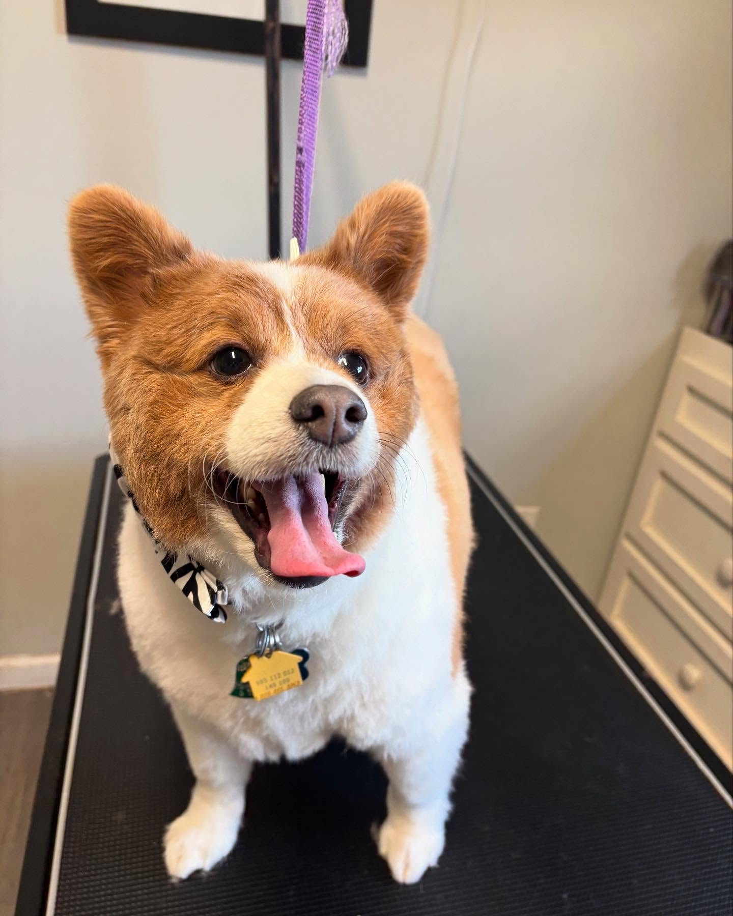 A corgi being groomed at Pet Garden