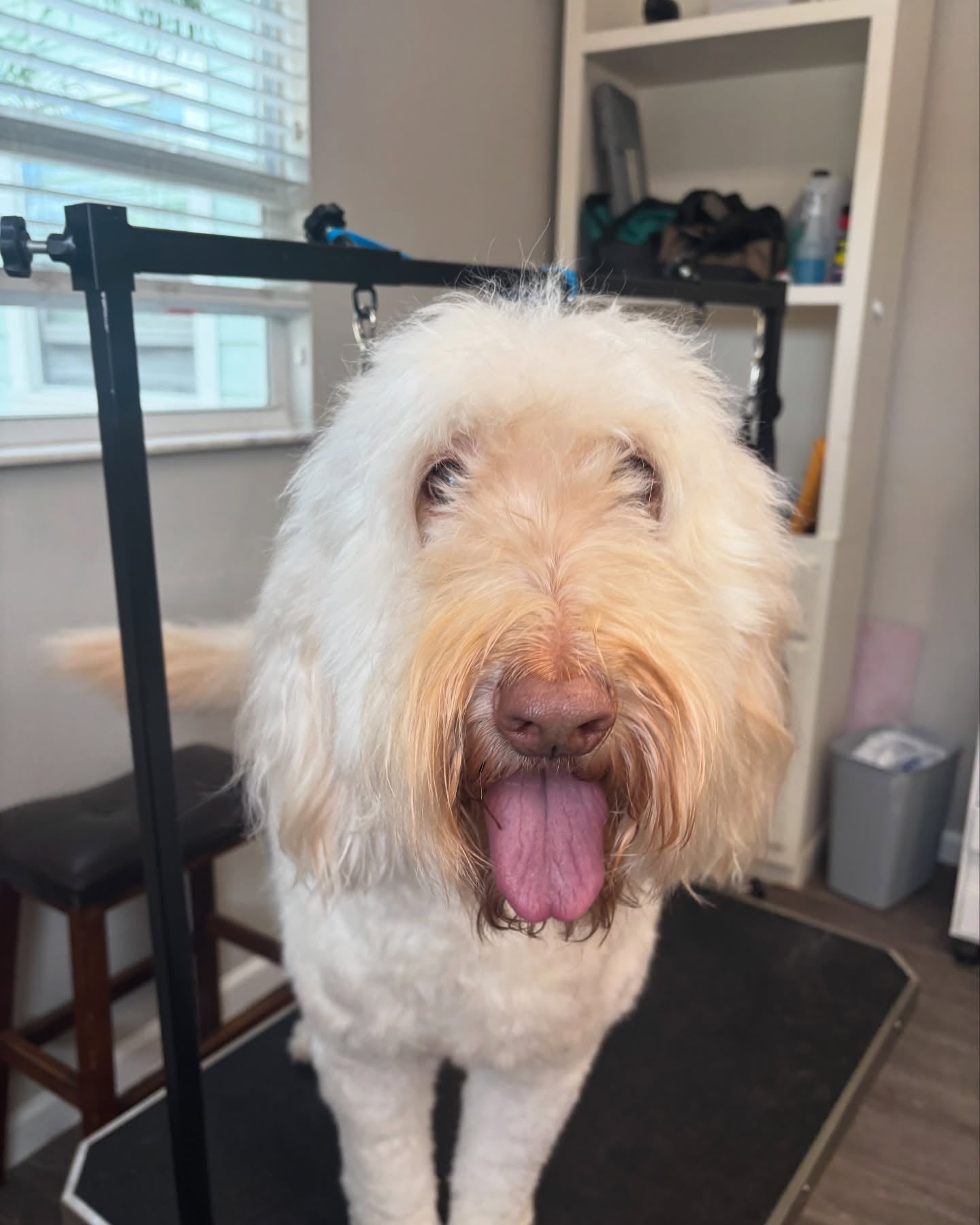 A doodle on the grooming table