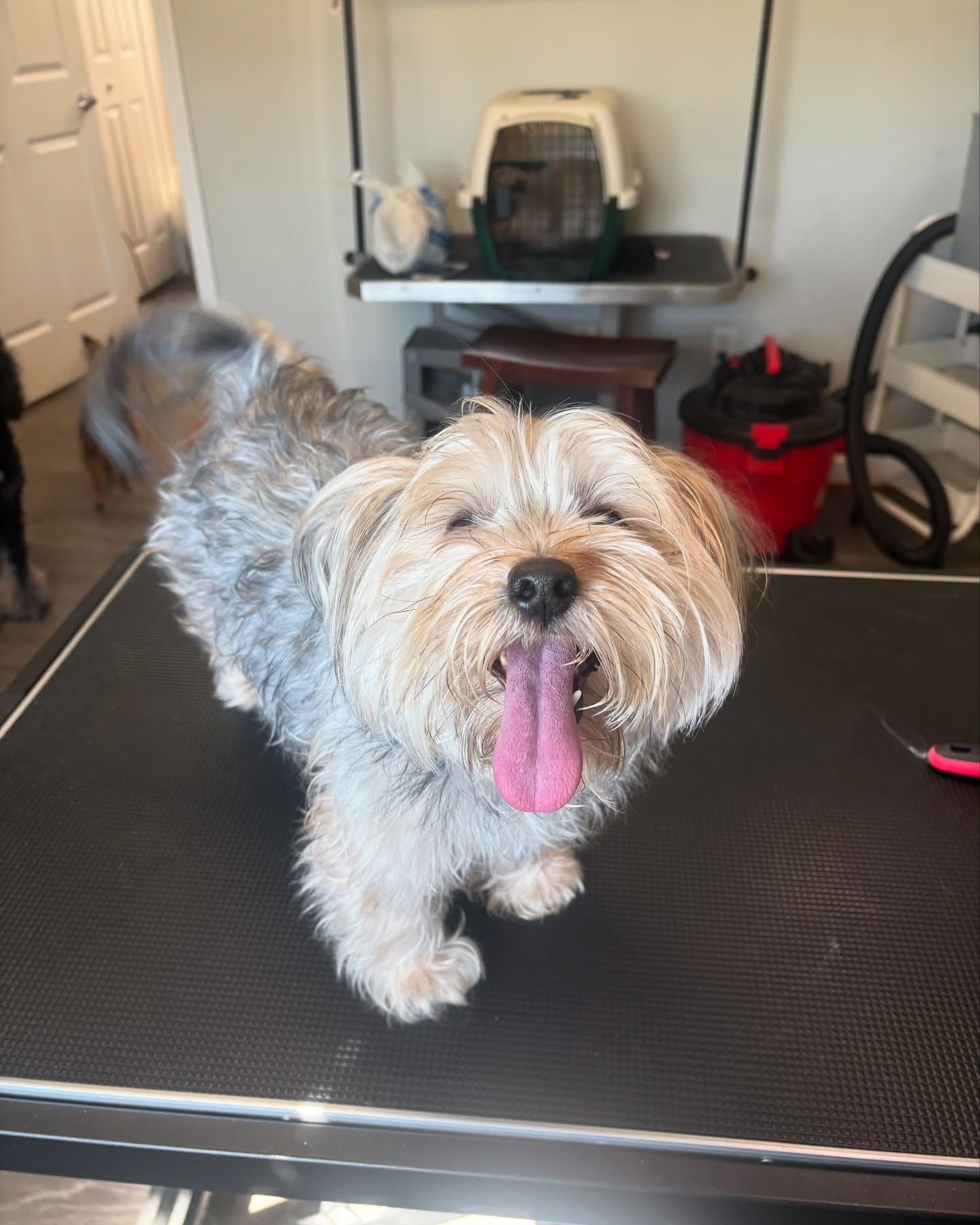 A terrier mid-groom at Pet Garden